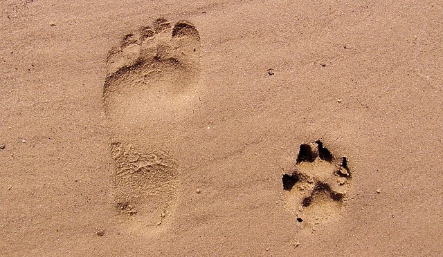 footprint and pawprint in sand