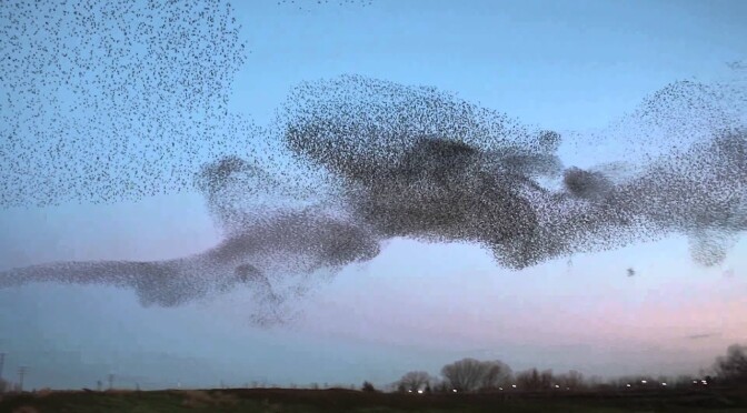 mumeration of starlings 1