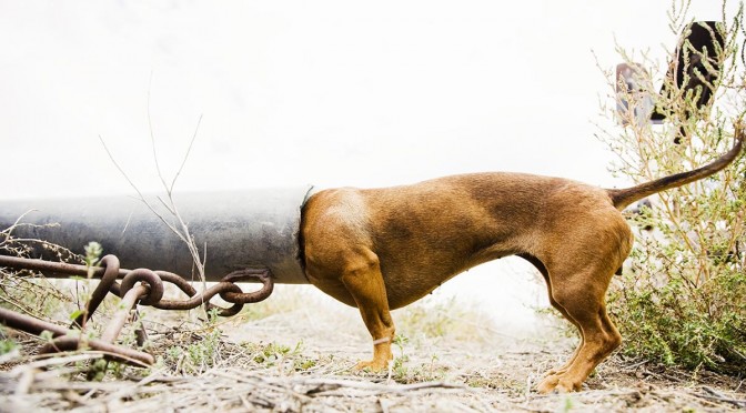 Hard to Love, Harder to Learn [OR Dogs’ Guidance to Holy Land Blind Spots]